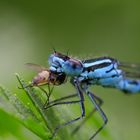 Une demoiselle aux dents longues...