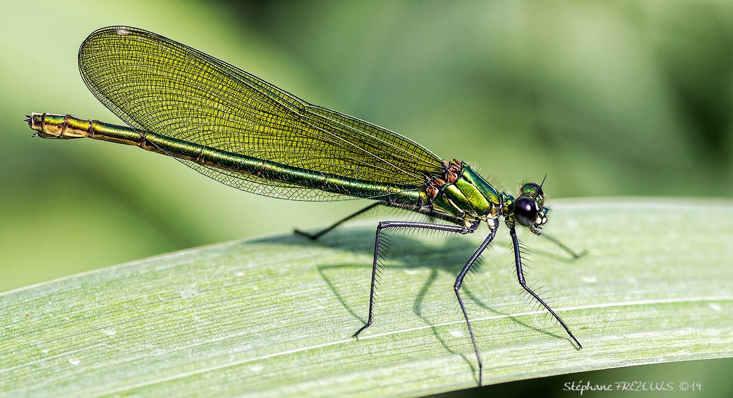 Une Demoiselle caloptéryx