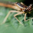 une demoiselle me fait de l'oeil