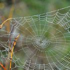 une dentelle toute en perles d'eau