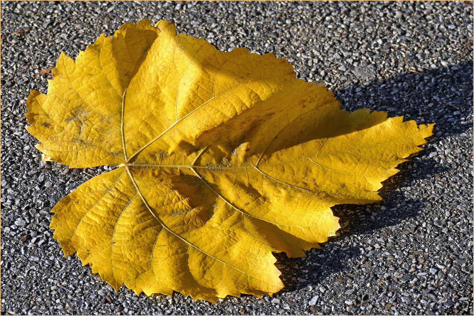 une dernière feuille d automne .....