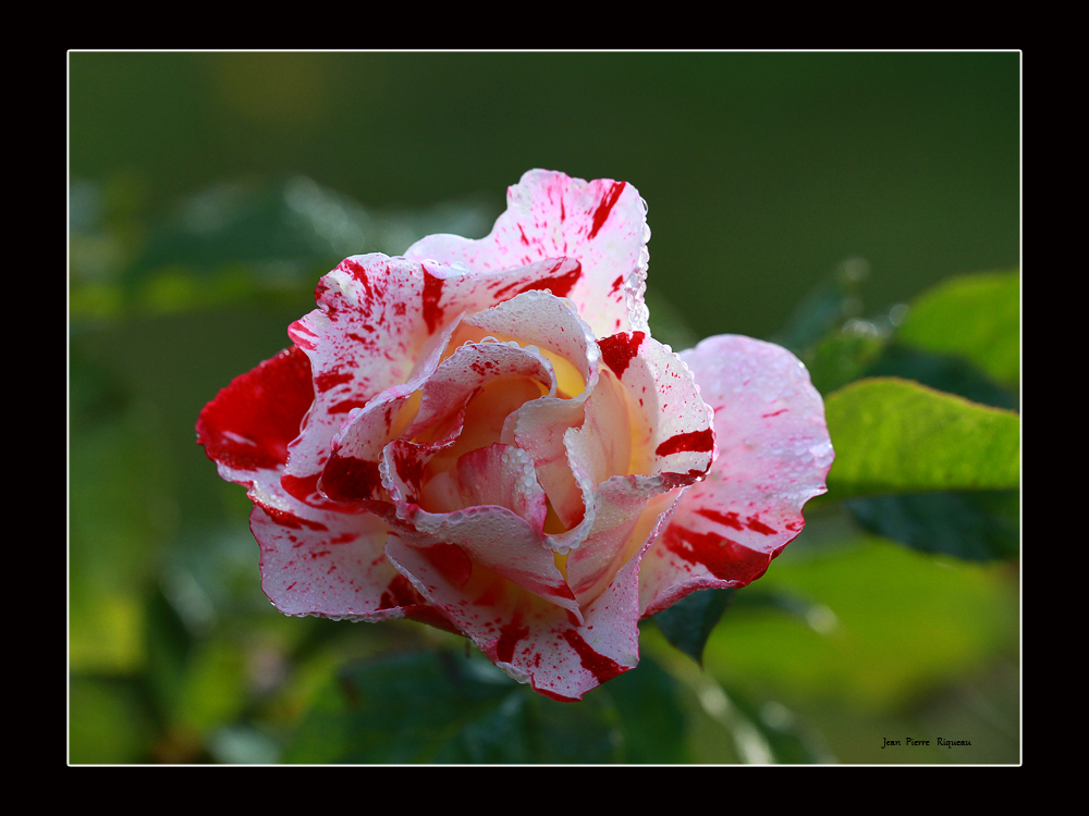 une dernière rose ...