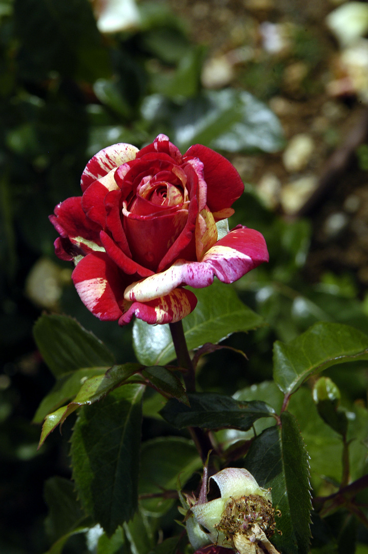 une dernière rose pour ce soir !