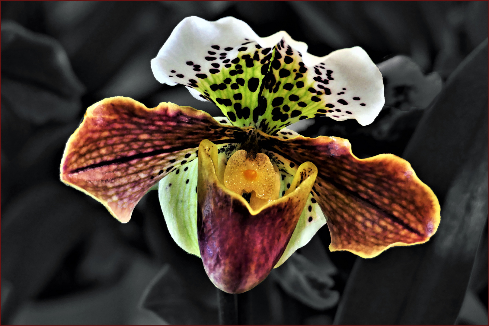 une des" belles" de l exposition d orchidées...