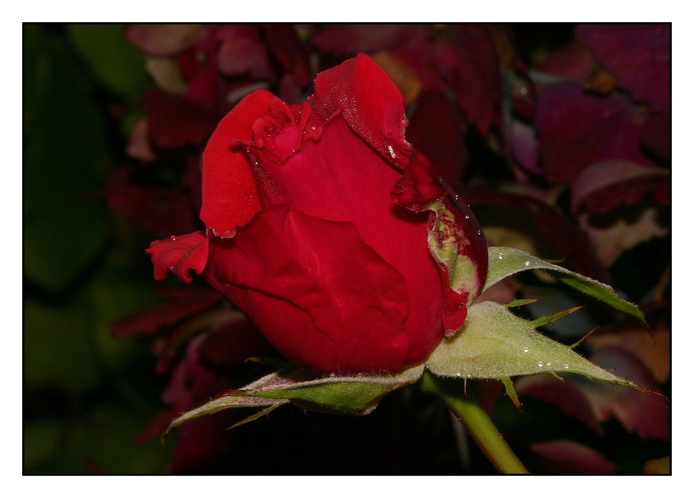 " Une des derniéres roses du jardin "