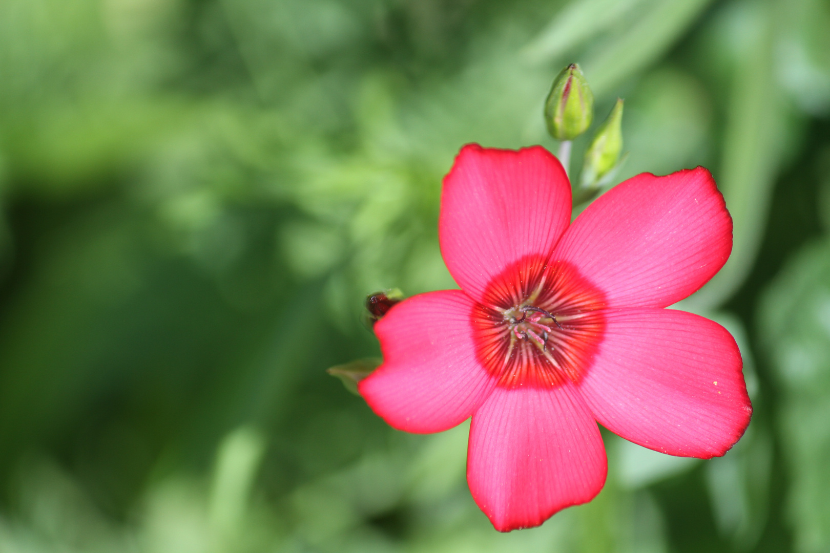 Une des fleurs de mon jardin