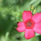 Une des fleurs de mon jardin