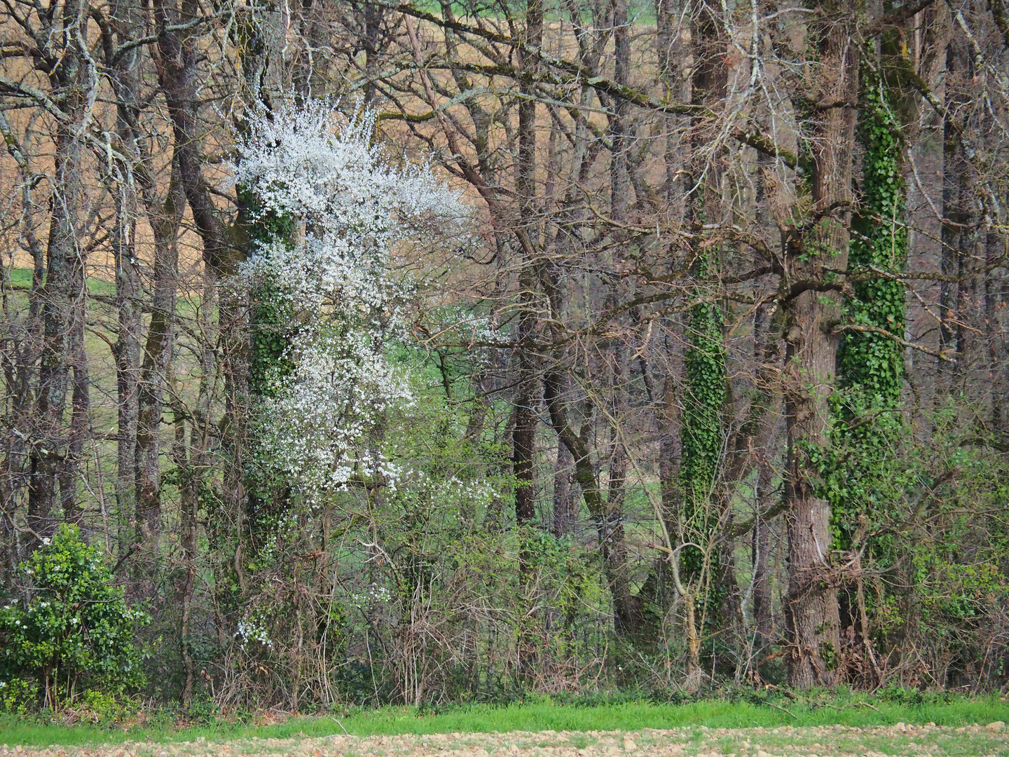 Une des premières floraisons en campagne