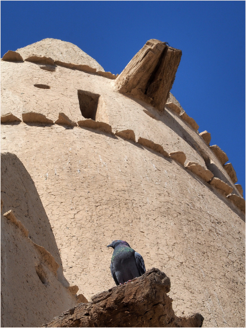 Une des tours...habitée, du Fort Al Jahili