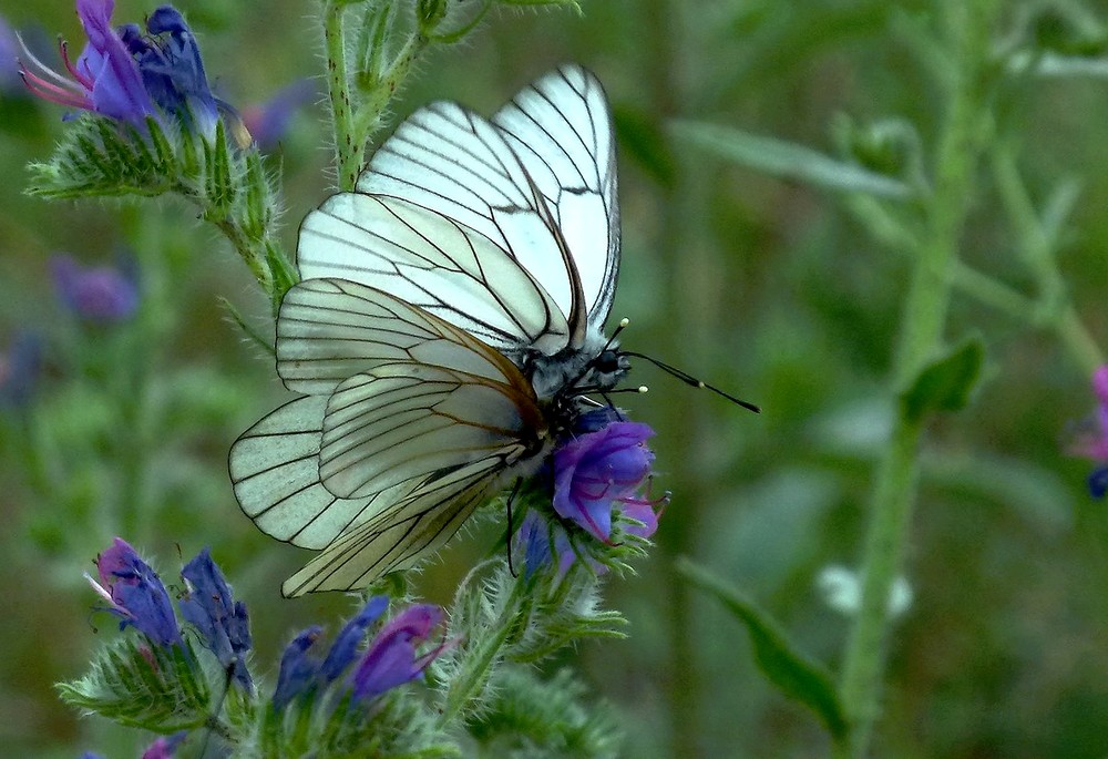 * une drôle de fleur ! *