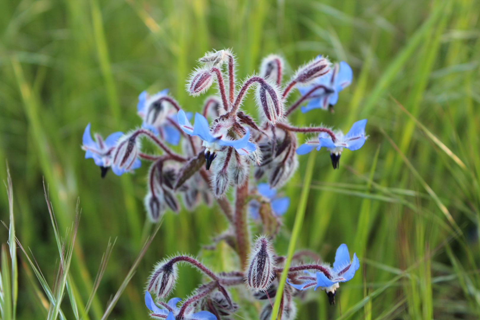 Une drôle de fleur bleu.