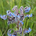 Une drôle de fleur bleu.