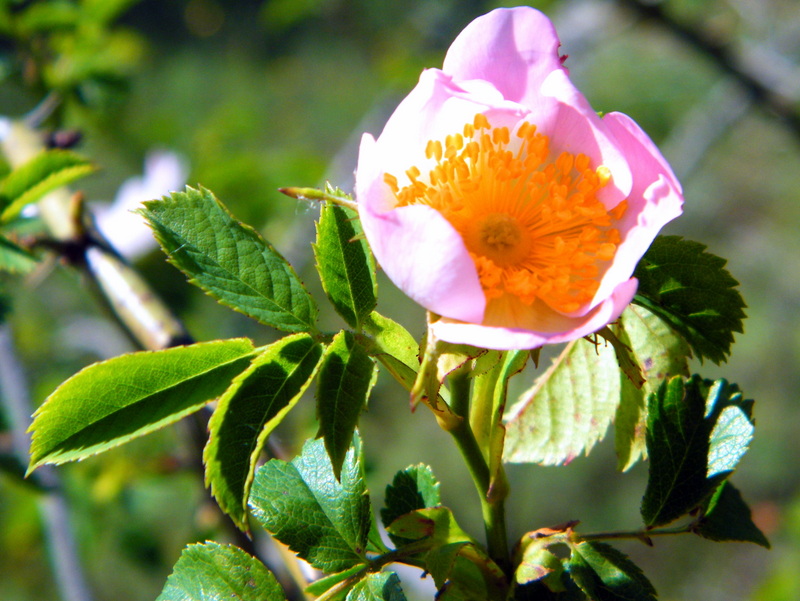 Une églantine .