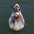 Une élégante sur le lac de l’Isle Jourdain (Gers)