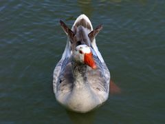 Une élégante sur le lac de l’Isle Jourdain (Gers)