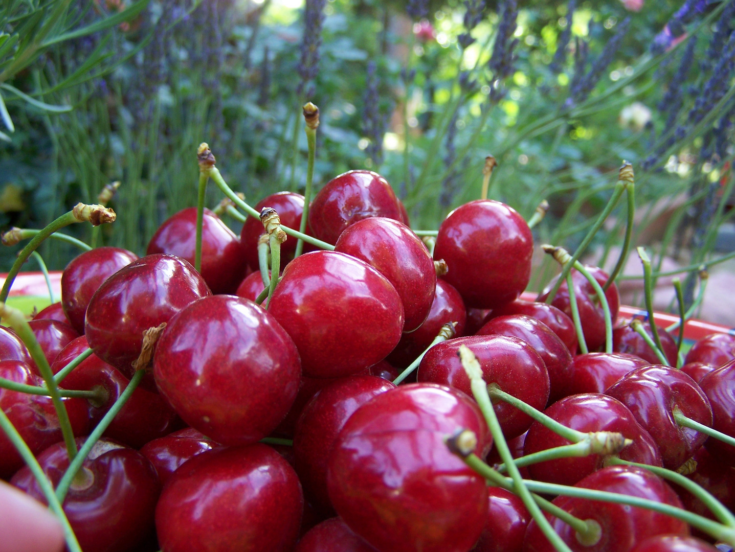 une envie.........de cerises!!!