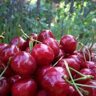 une envie.........de cerises!!!