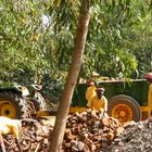 Une équipe de cantonniers à Auroville