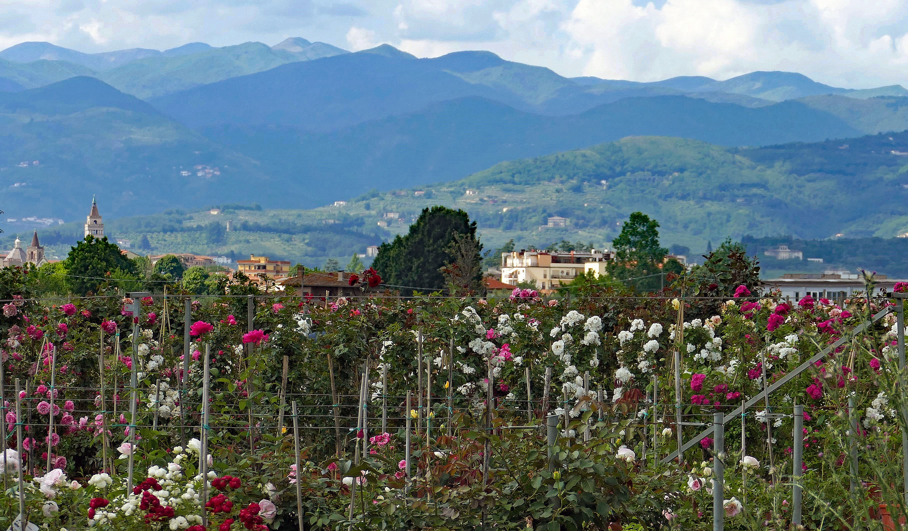 une excellence toscane  :les pepinières de pistoia