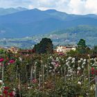 une excellence toscane  :les pepinières de pistoia