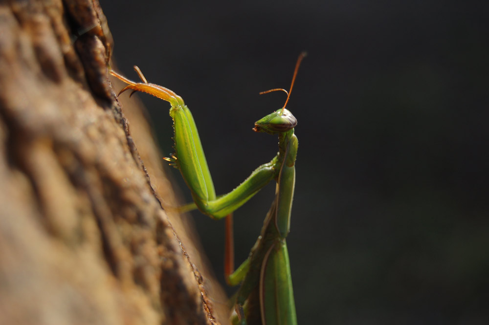 Une falaise de 12 pouce