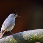 Une famille à nourrir