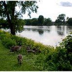 Une famille d'oies Bernache