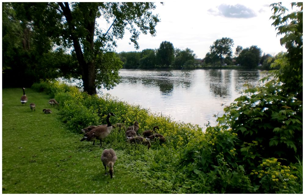 Une famille d'oies Bernache