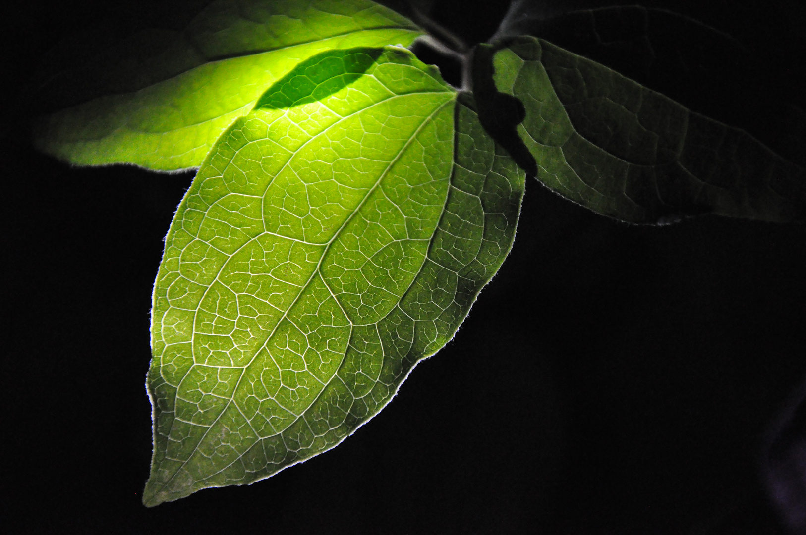 Une feuille dans mon jardin