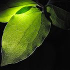 Une feuille dans mon jardin