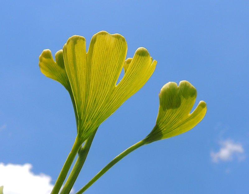 Une feuille de Ginkgo Biloba