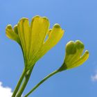 Une feuille de Ginkgo Biloba