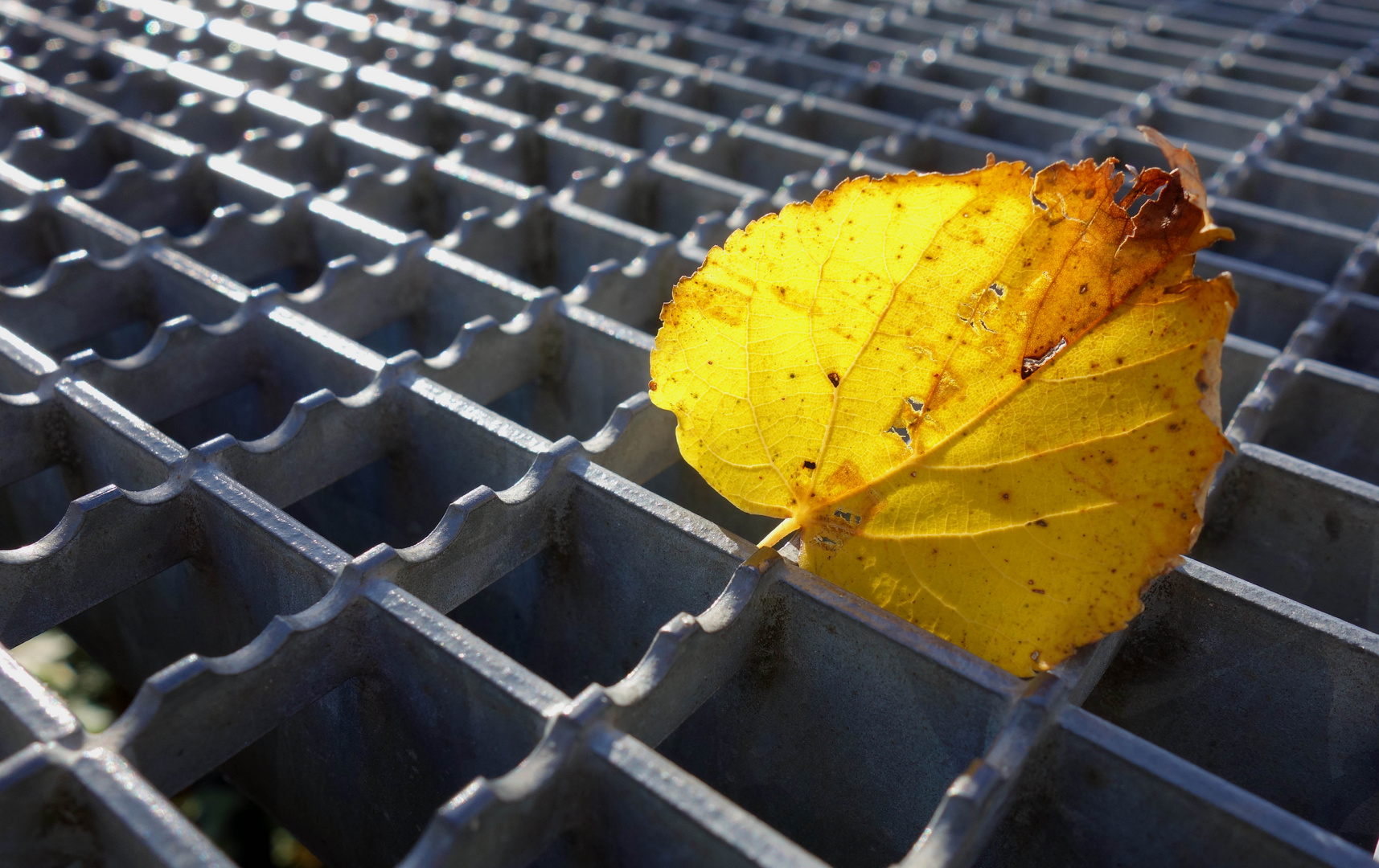 une feuille et la lumière...