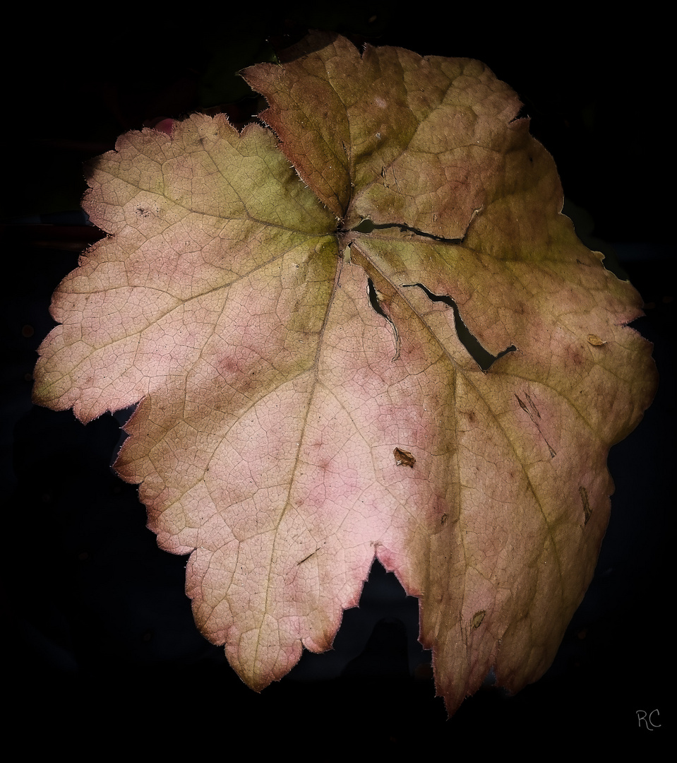 Une feuille