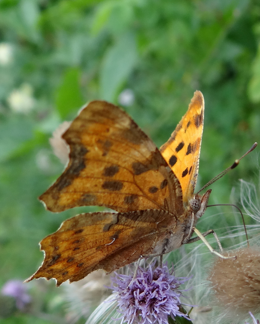 Une feuille ... ou pas ...