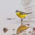 Une flaque d'eau comme piscine ....