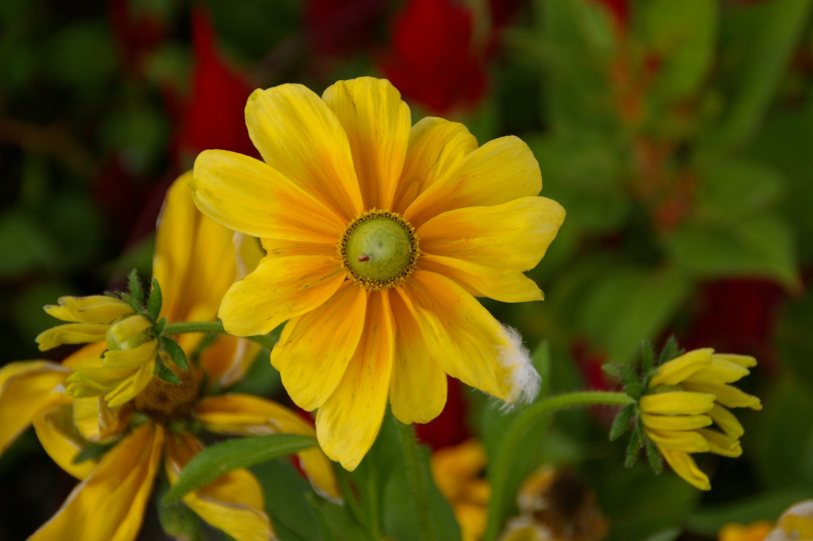 une fleur