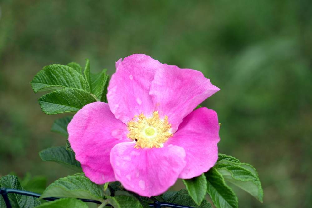 une fleur