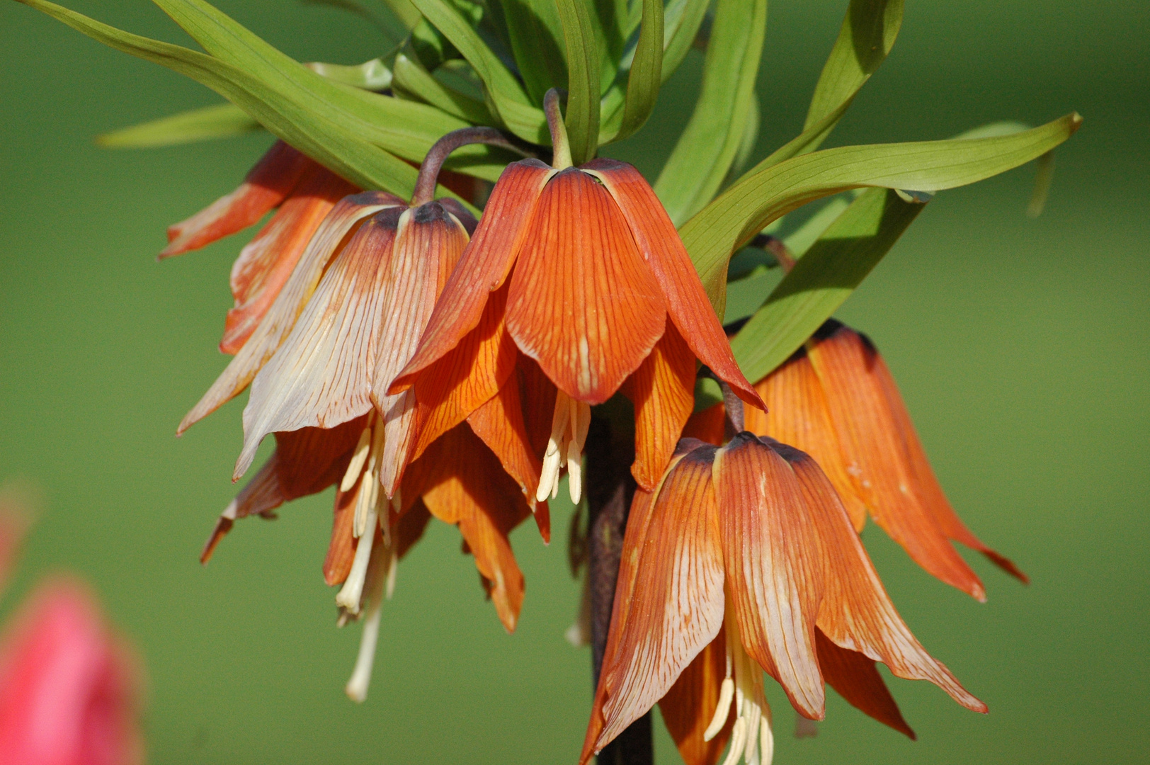 une fleur