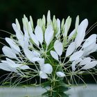 une fleur à la tombée de la nuit