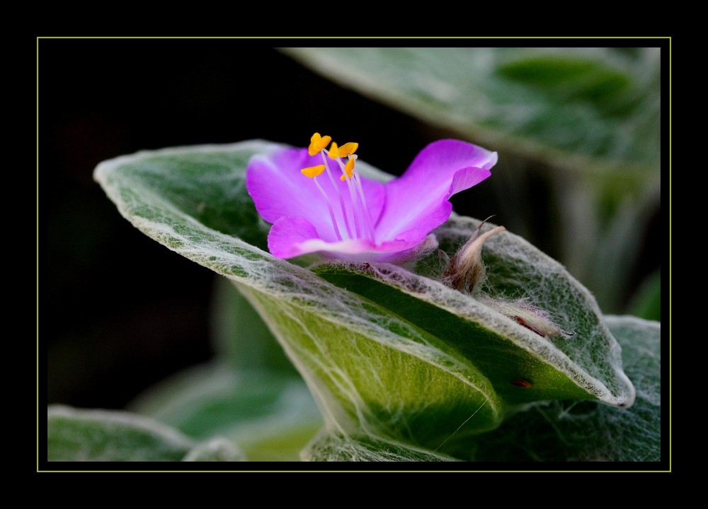 Une fleur ...