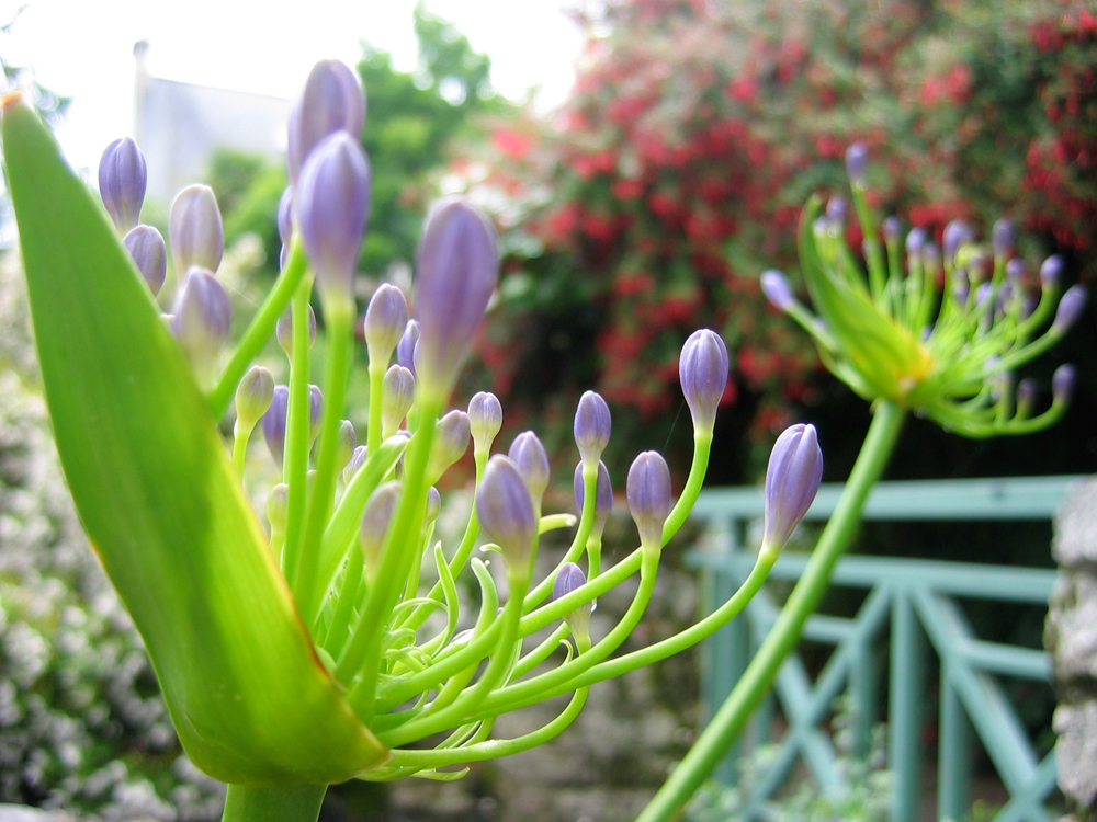 une fleur