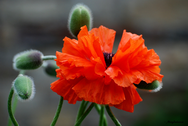 Une fleur après l'autre