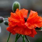 Une fleur après l'autre