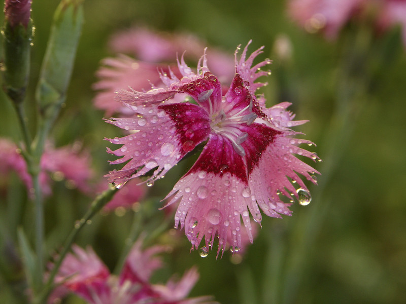 Une fleur après une averse orageuse