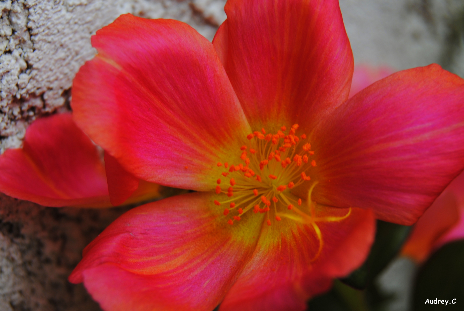 Une fleur au couleur du soleil