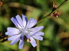 Une fleur au soleil !