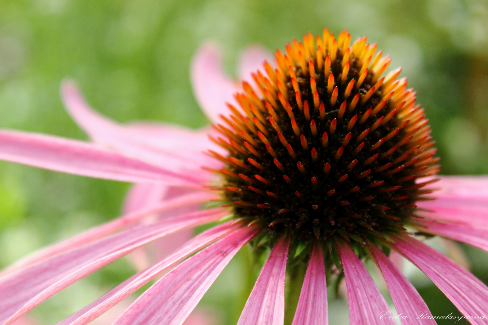 Une fleur bien ouverte