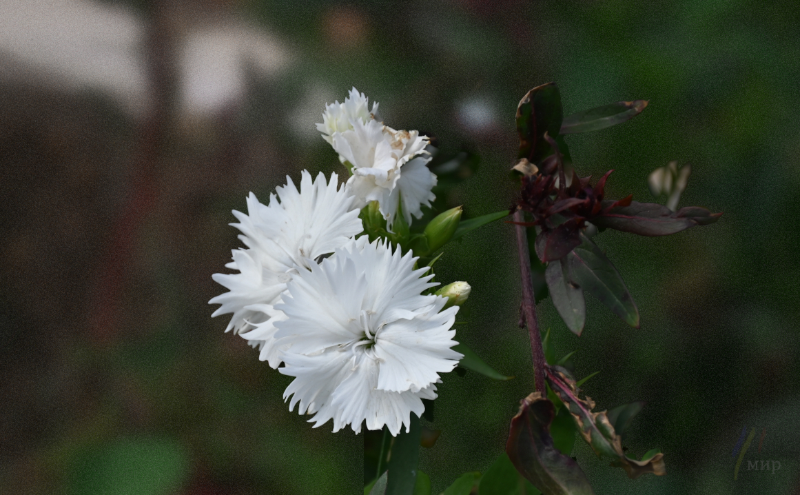 une fleur blanche 