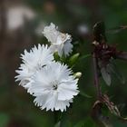 une fleur blanche 